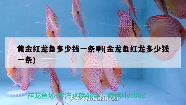 黃金紅龍魚多少錢一條啊(金龍魚紅龍多少錢一條)