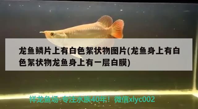 玻璃魚缸裂了怎么修復(fù)玻璃魚缸開裂怎么修復(fù)玻璃魚缸裂痕，玻璃魚缸有裂痕如何修復(fù)