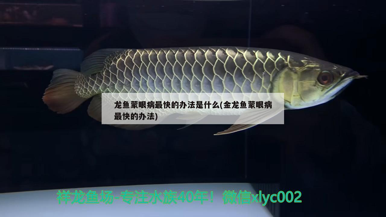 龍魚蒙眼病最快的辦法是什么(金龍魚蒙眼病最快的辦法)