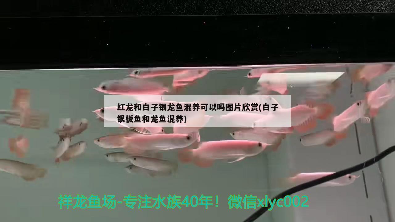 紅龍和白子銀龍魚混養(yǎng)可以嗎圖片欣賞(白子銀板魚和龍魚混養(yǎng))