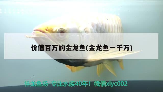 價(jià)值百萬的金龍魚(金龍魚一千萬)