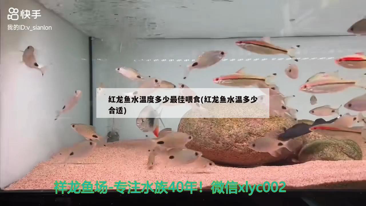 紅龍魚(yú)水溫度多少最佳喂食(紅龍魚(yú)水溫多少合適)