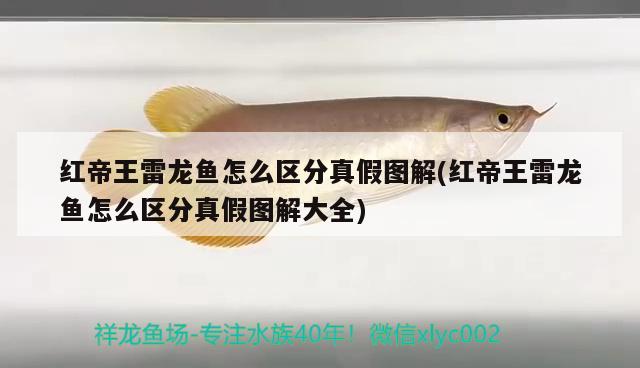 紅帝王雷龍魚怎么區(qū)分真假圖解(紅帝王雷龍魚怎么區(qū)分真假圖解大全) 廣州觀賞魚魚苗批發(fā)市場