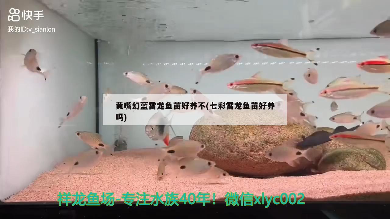 黃嘴幻藍雷龍魚苗好養(yǎng)不(七彩雷龍魚苗好養(yǎng)嗎) 短身紅龍魚