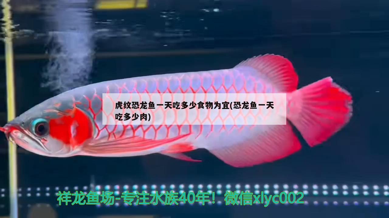 虎紋恐龍魚一天吃多少食物為宜(恐龍魚一天吃多少肉)