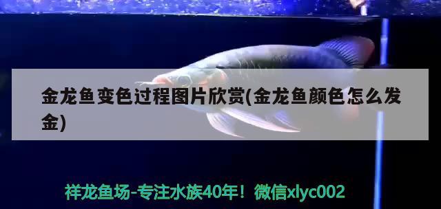 金龍魚變色過程圖片欣賞(金龍魚顏色怎么發(fā)金) 白子黃化銀龍魚