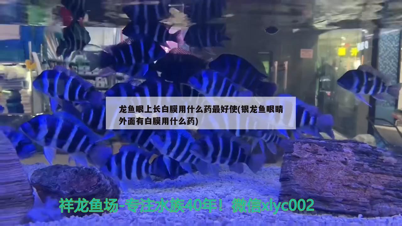 我這算小魚池嗎 大白鯊魚苗 第3張