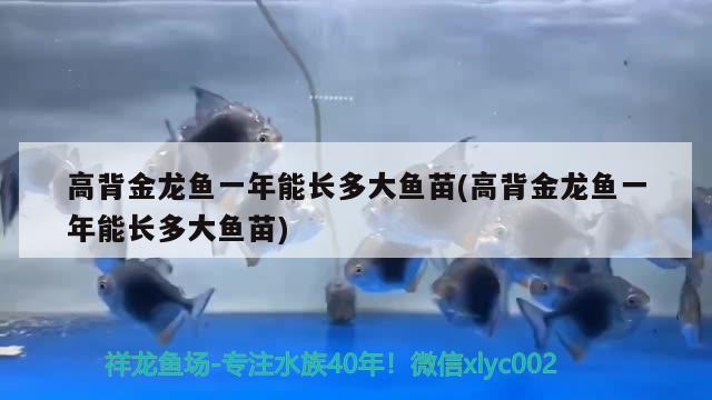 高背金龍魚一年能長(zhǎng)多大魚苗(高背金龍魚一年能長(zhǎng)多大魚苗)