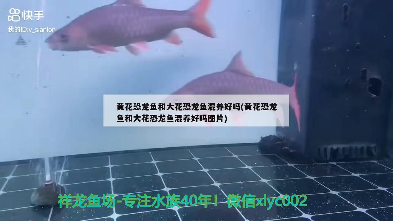 黃花恐龍魚和大花恐龍魚混養(yǎng)好嗎(黃花恐龍魚和大花恐龍魚混養(yǎng)好嗎圖片) 南美異型魚