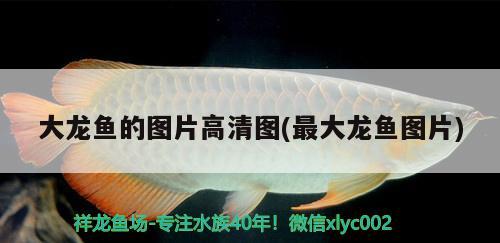 大龍魚的圖片高清圖(最大龍魚圖片)