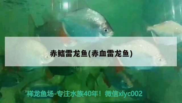 赤鰭雷龍魚(赤血雷龍魚)