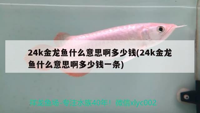 24k金龍魚什么意思啊多少錢(24k金龍魚什么意思啊多少錢一條)