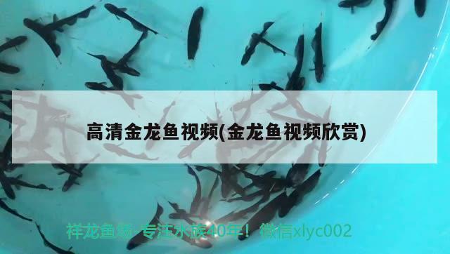 高清金龍魚視頻(金龍魚視頻欣賞)