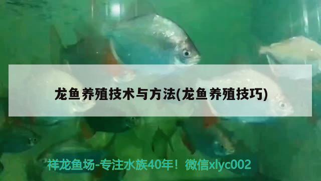 龍魚養(yǎng)殖技術(shù)與方法(龍魚養(yǎng)殖技巧)