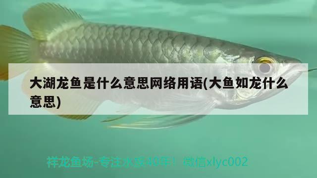 大湖龍魚是什么意思網(wǎng)絡用語(大魚如龍什么意思)