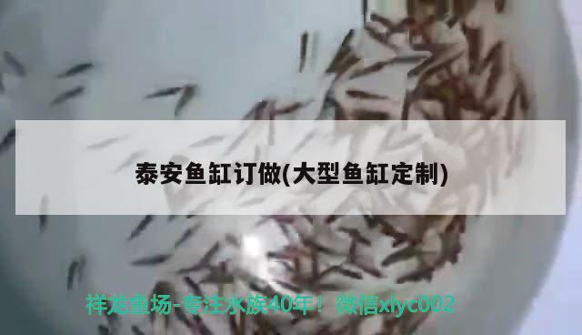 泰安魚缸訂做(大型魚缸定制)