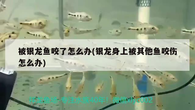 被銀龍魚(yú)咬了怎么辦(銀龍身上被其他魚(yú)咬傷怎么辦)