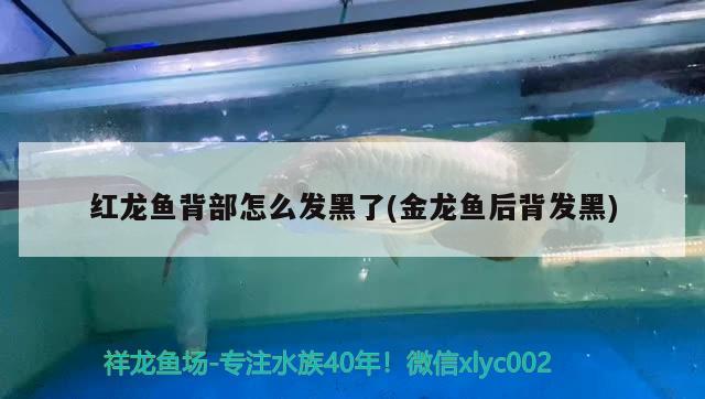 銅川水族館 觀賞魚企業(yè)目錄 第3張