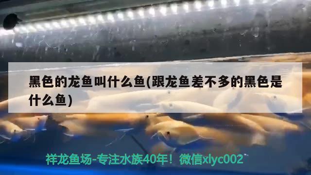 金龍魚擺件怎么放好看(金龍魚擺件放什么地方好) 南美異形觀賞魚