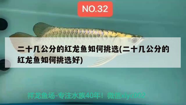 二十幾公分的紅龍魚(yú)如何挑選(二十幾公分的紅龍魚(yú)如何挑選好) 帝王血鉆