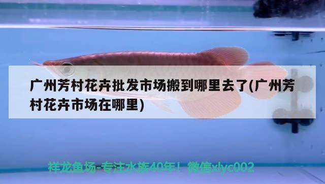 大型銀龍魚混養(yǎng)技術(shù)(銀龍魚金龍魚混養(yǎng)) 銀龍魚