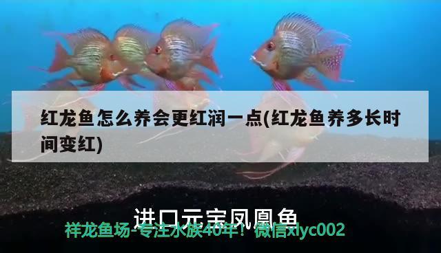 紅龍魚怎么養(yǎng)會更紅潤一點(diǎn)(紅龍魚養(yǎng)多長時(shí)間變紅)