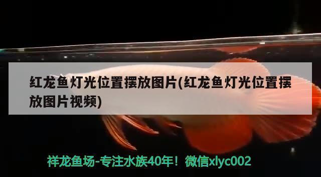 紅龍魚(yú)燈光位置擺放圖片(紅龍魚(yú)燈光位置擺放圖片視頻) 熱帶魚(yú)魚(yú)苗批發(fā)