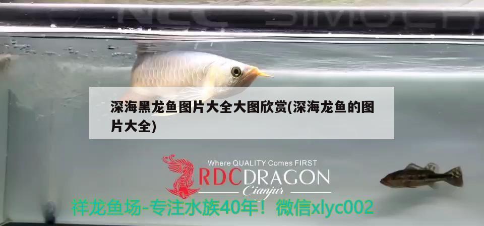 深海黑龍魚(yú)圖片大全大圖欣賞(深海龍魚(yú)的圖片大全)