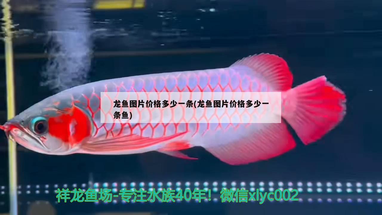 龍魚圖片價格多少一條(龍魚圖片價格多少一條魚) 泰龐海蓮魚