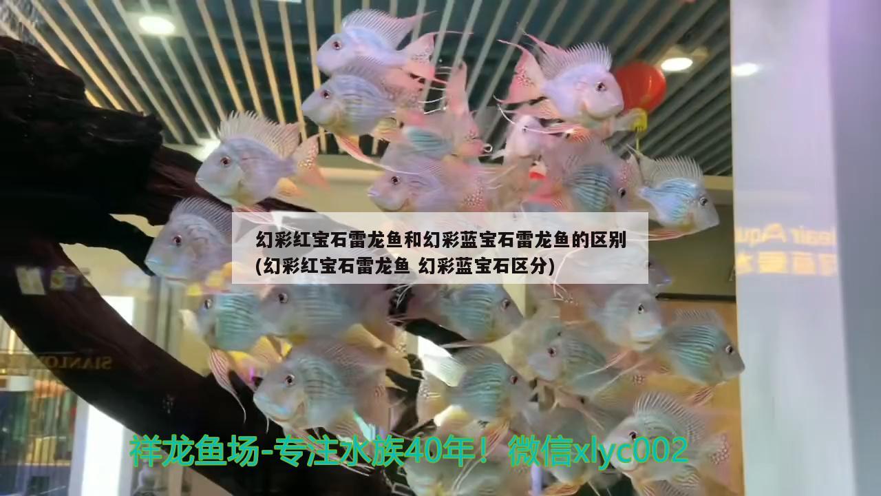 幻彩紅寶石雷龍魚和幻彩藍寶石雷龍魚的區(qū)別(幻彩紅寶石雷龍魚幻彩藍寶石區(qū)分)