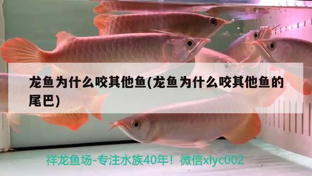 龍魚為什么咬其他魚(龍魚為什么咬其他魚的尾巴)