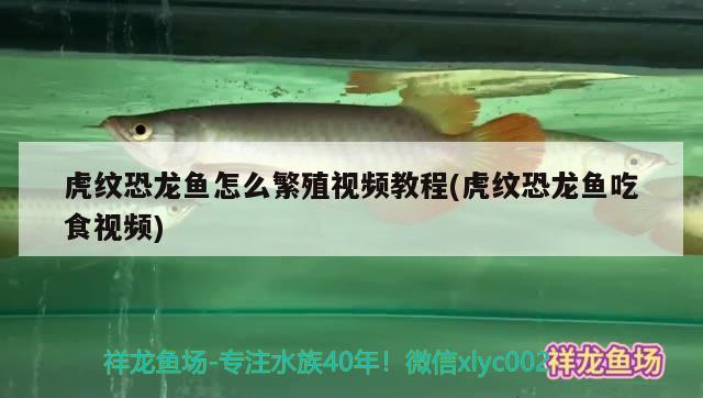 虎紋恐龍魚(yú)怎么繁殖視頻教程(虎紋恐龍魚(yú)吃食視頻) 藍(lán)底過(guò)背金龍魚(yú)