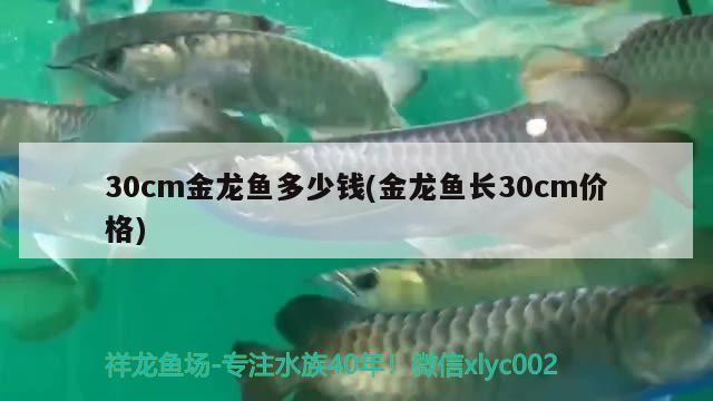 黃金河虎的壽命：黃金河虎的壽命有多長 黃金河虎魚 第1張