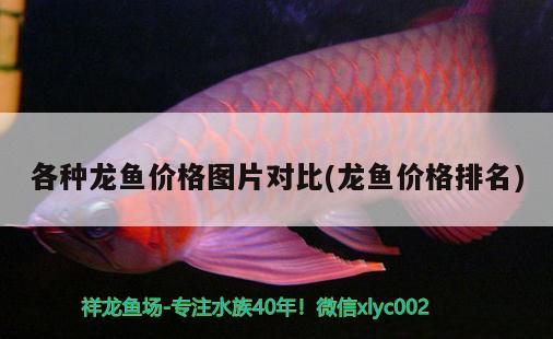 瓜子苗100天頭還能不能大頭 龍魚芯片掃碼器 第2張