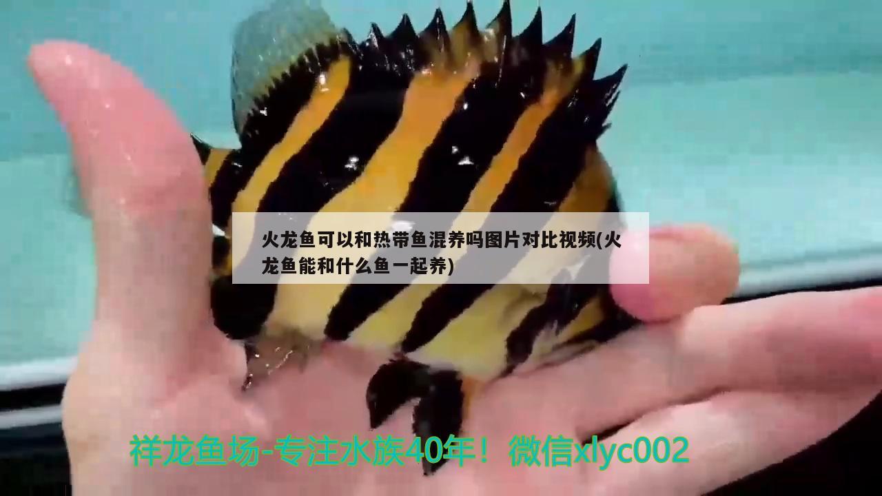 火龍魚可以和熱帶魚混養(yǎng)嗎圖片對比視頻(火龍魚能和什么魚一起養(yǎng)) 羅漢魚批發(fā)