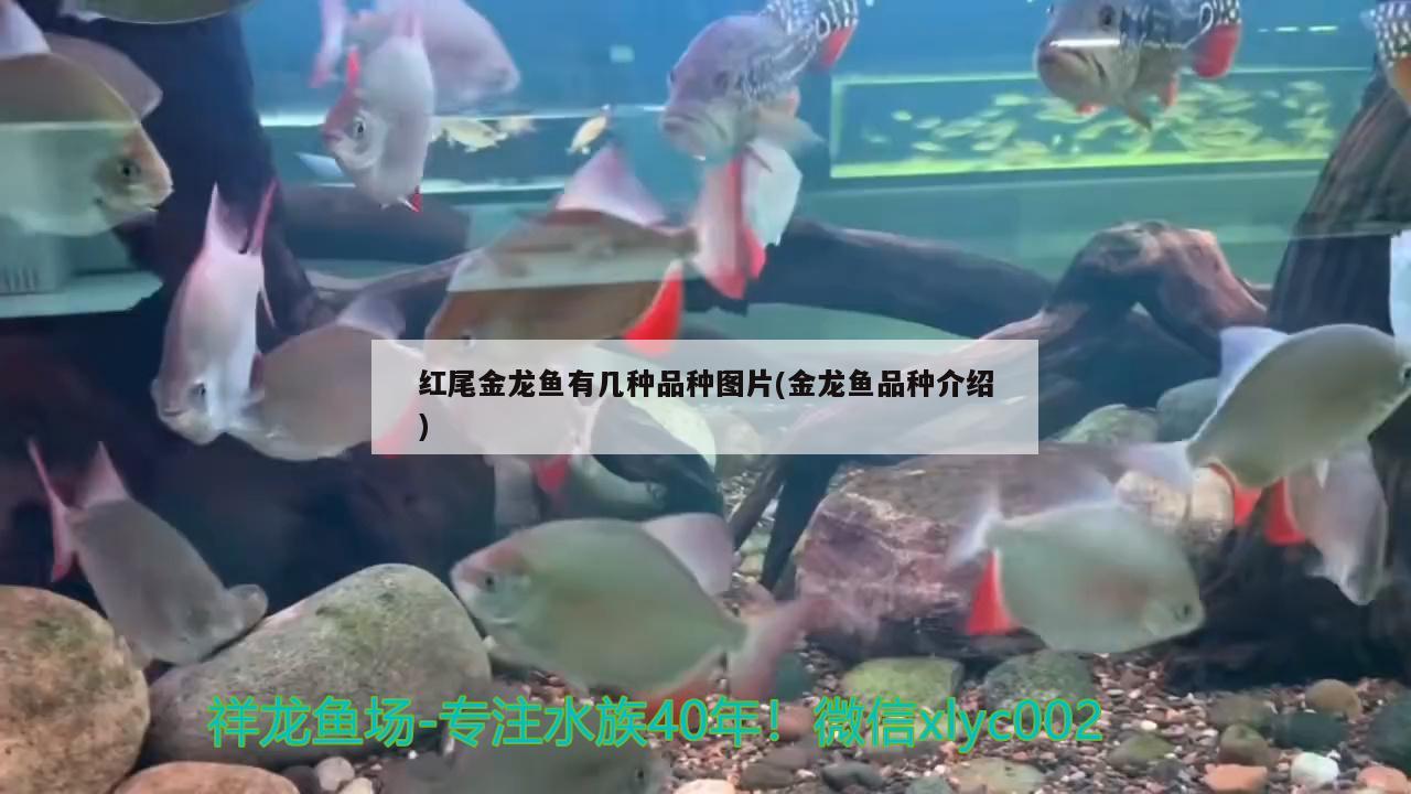 紅尾金龍魚有幾種品種圖片(金龍魚品種介紹)