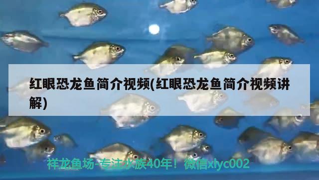 紅眼恐龍魚(yú)簡(jiǎn)介視頻(紅眼恐龍魚(yú)簡(jiǎn)介視頻講解) 白化巴西龜（白巴）