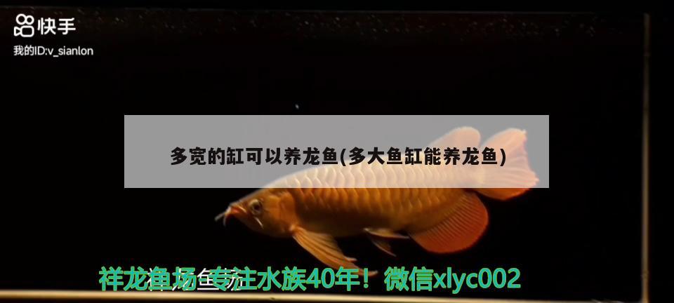 多寬的缸可以養(yǎng)龍魚(多大魚缸能養(yǎng)龍魚)