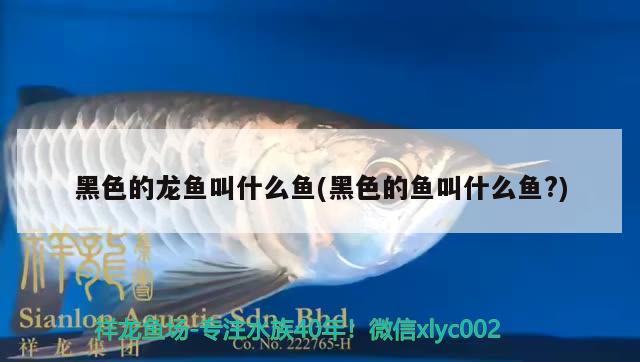 黑色的龍魚叫什么魚(黑色的魚叫什么魚?)