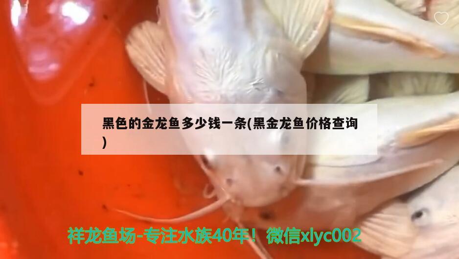 黑色的金龍魚多少錢一條(黑金龍魚價格查詢) 白條過背金龍魚