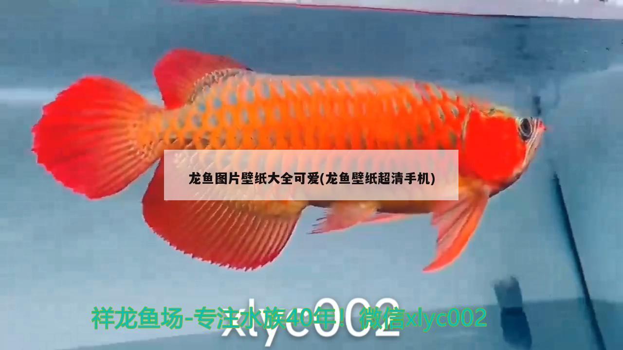 龍魚圖片壁紙大全可愛(龍魚壁紙超清手機(jī)) 銀河星鉆魚