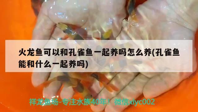 火龍魚可以和孔雀魚一起養(yǎng)嗎怎么養(yǎng)(孔雀魚能和什么一起養(yǎng)嗎)