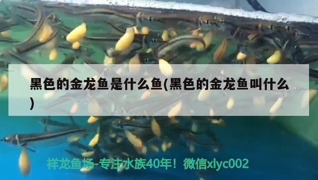 黑色的金龍魚是什么魚(黑色的金龍魚叫什么)