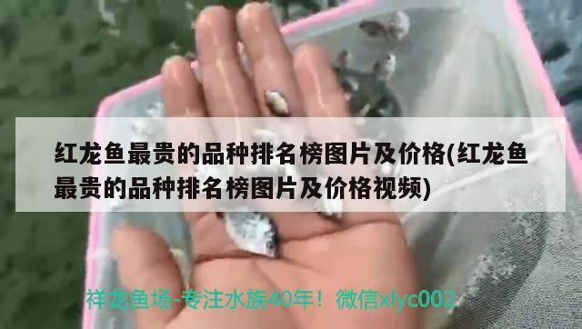 鞍山市觀賞魚交易市場地址電話號：鞍山市觀賞魚交易市場地址電話號碼