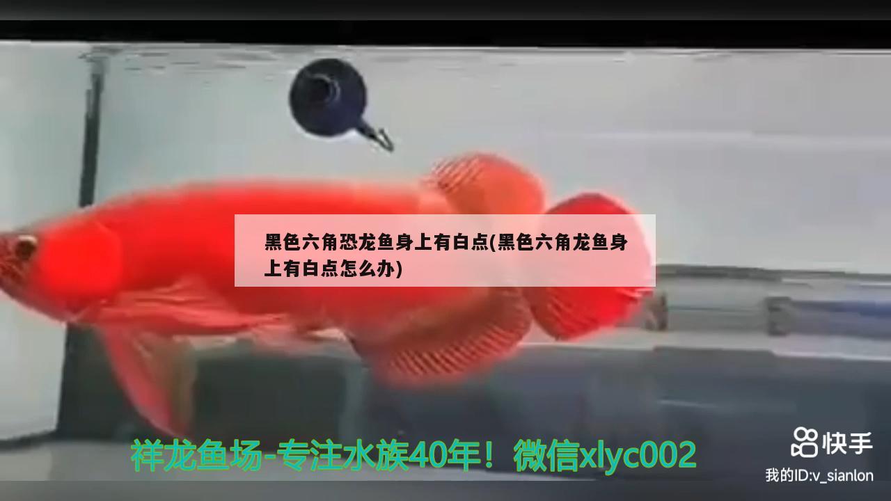 黑色六角恐龍魚身上有白點(黑色六角龍魚身上有白點怎么辦) 二氧化碳設(shè)備