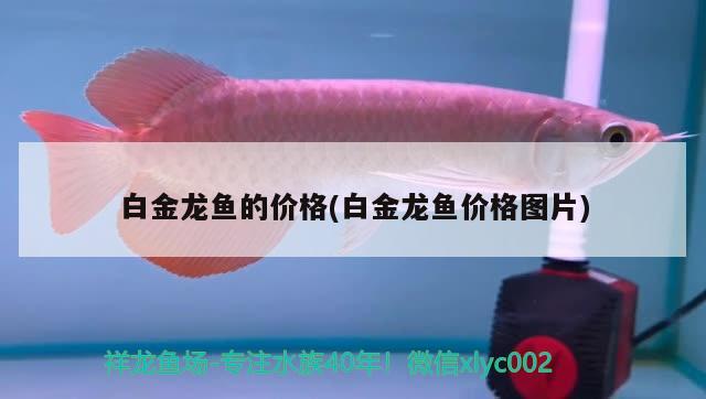 白金龍魚的價格(白金龍魚價格圖片)