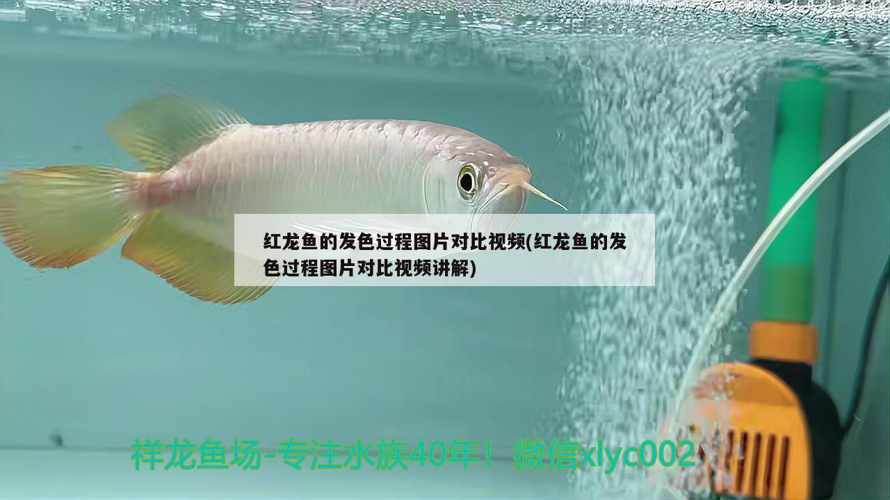 紅龍魚的發(fā)色過程圖片對(duì)比視頻(紅龍魚的發(fā)色過程圖片對(duì)比視頻講解) 元寶鳳凰魚百科