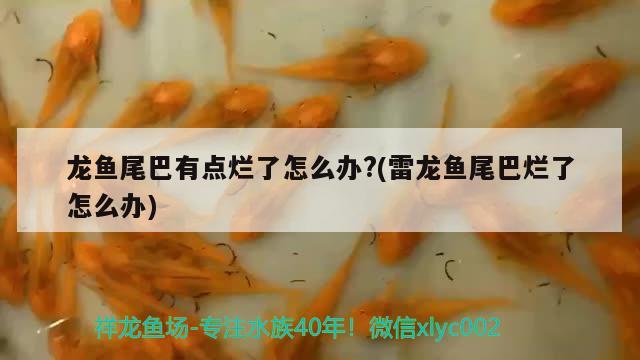 龍魚尾巴有點(diǎn)爛了怎么辦?(雷龍魚尾巴爛了怎么辦) 黃金貓魚百科