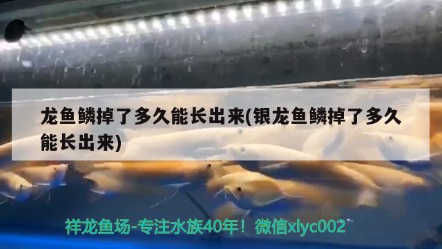 龍魚鱗掉了多久能長(zhǎng)出來(lái)(銀龍魚鱗掉了多久能長(zhǎng)出來(lái))