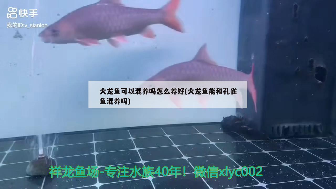 火龍魚可以混養(yǎng)嗎怎么養(yǎng)好(火龍魚能和孔雀魚混養(yǎng)嗎) 檸檬鯽